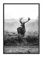 OBRAZOVÝ PLAGÁT V RÁME 33x43 cm Jeleň P653 OBRAZOVÝ PLAGÁT V RÁME 33x43 cm Jeleň P653