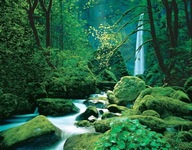 Fototapeta zelená lesná krajina Komar 4-065