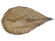 Ketapang (mandľový) list, dĺžka cca 25 cm BALENIE 10 ks. Ketapang (mandľový) list, dĺžka cca 25 cm BALENIE 10 ks.