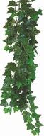 Terarijná rastlina Hedera Helix Happet 70 cm