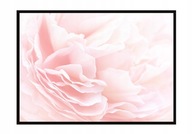 OBRAZOVÝ PLAGÁT V RÁME 53x73 cm Ruža P1218 OBRAZOVÝ PLAGÁT V RÁME 53x73 cm Ruža P1218