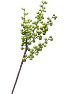 Vetvička hlohu so zelenými plodmi 50 cm