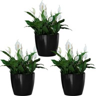 SÚPRAVA ČRENCOV, OBAL NA MISKU, LESK, DOMOVÁ TERASA, 30 cm SÚPRAVA ČRENCOV, OBAL NA MISKU, LESK, DOMOVÁ TERASA, 30 cm