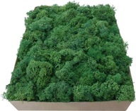Odrezky machu Forest Green Kartón 1kg