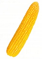 Semená Corn Legion obilná siláž FAO 260