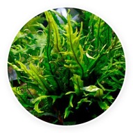Sadenica vidlicového listu Microsorum z vodnej kultúry PG