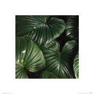Reprodukcia zelených tropických listov 40x40 cm