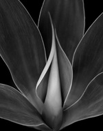 FOTOTAPETA 190x254 netkaná LEAF #F015 #SF FOTOTAPETA 190x254 netkaná LEAF #F015 #SF