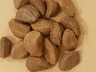 Para orechy v škrupine 1kg Para orechy v škrupine 1kg