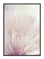 OBRAZOVÝ PLAGÁT V RÁME 33x43 cm Púpavy Pion P707 OBRAZOVÝ PLAGÁT V RÁME 33x43 cm Púpavy Pion P707