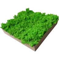 Moss Grassy Grass Svetlozelená 3kg