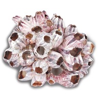 Barnacles SHELLS BARNACLE Dekorácia do akvária Malawi M Barnacles SHELLS BARNACLE Dekorácia do akvária Malawi M