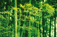 Fototapeta do obývačky Bambusový les 175x115 cm