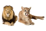 Nálepky so zvieratami Domáce zvieratá Lev a Puma 6