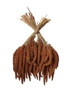 Proso v Senegalčine Kłosy Red 1 kg Proso v Senegalčine Kłosy Red 1 kg