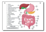 Náučná tabuľa tráviaca sústava človeka A4