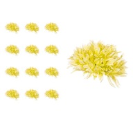 Chryzantéma Aster hlava zelená 12 kusov Chryzantéma Aster hlava zelená 12 kusov