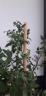 Paradajky podpora stromčekových rastlín tyčový kolík 180