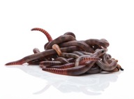 2 kg California Mix Red Worms