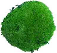 Špongia machová Stredne zelená PREMIUM Kępka 10-12cm