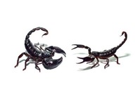 NÁLEPKA DOČASNÉ TETOVANIE SCORPION SPIDER 3D NÁLEPKA DOČASNÉ TETOVANIE SCORPION SPIDER 3D