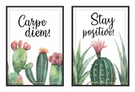 OBRAZOVÉ PLAGÁTY V RÁME 53x73cm Diptych Cacti P980 OBRAZOVÉ PLAGÁTY V RÁME 53x73cm Diptych Cacti P980
