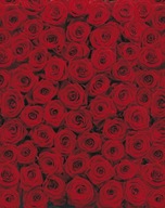 Kytica červených ruží z komárov