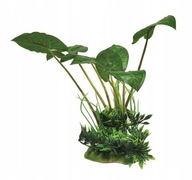 SYNGONIUM 20 cm stojaca rastlina