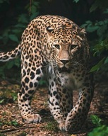 Leopard Leopard deka 4942 JERRY FABRICS 120x150
