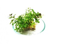 Rotala Rotundifolia Pohár 10 sadeníc In vitro