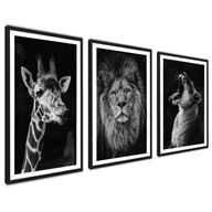 Obrazy s rámom Čiernobiele zvieratká Lev Žirafa Sada 3 plagátov 40x50cm