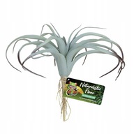 Dekor do terária umelého Tillandsia Zoo Med Dekor do terária umelého Tillandsia Zoo Med