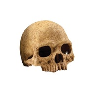 Exo Terra Hideout ľudská lebka 11x9,5x14 cm