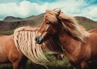 Kone s hrivou Kôň - plagát 70x50 cm
