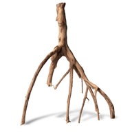 Rhizophora mangle "Červený mangrove" - koreň M Rhizophora mangle "Červený mangrove" - koreň M