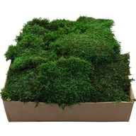 Plochý mach PREMIUM prírodný zelený kartón 600g