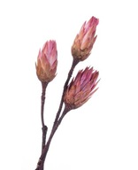 Lakovaný ružový protea, 3 kusy, sušená dekorácia