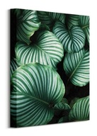 Ren Ran Calathea - maľba na plátne 30x40 cm Ren Ran Calathea - maľba na plátne 30x40 cm