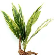 Rastlina R023 pre terárium 60cm svlažca Rastlina R023 pre terárium 60cm svlažca