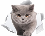 3D nálepka na stenu MAČKA v diere, auto, nábytok 3D nálepka na stenu MAČKA v diere, auto, nábytok