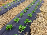AGRO NETKANÁ LÁTKA PROTI PRAVINU, šírka 120 cm x 50 m AGRO NETKANÁ LÁTKA PROTI PRAVINU, šírka 120 cm x 50 m