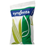 Semená kukurice SY Silverbull Syngenta 2023