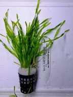 Vallisneria tortifolia [košík]