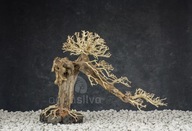 Aquasilva Monteverde aqua bonsai strom naplaveného dreva Aquasilva Monteverde aqua bonsai strom naplaveného dreva