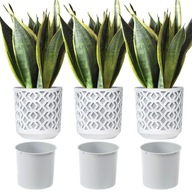 SET 3x ČRENCEK ZÁHRADNÝ ČREVÍN 14cm SET 3x ČRENCEK ZÁHRADNÝ ČREVÍN 14cm