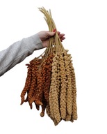 Senegalský proso v kłosy červenej a žltej zmesi 800 g Senegalský proso v kłosy červenej a žltej zmesi 800 g