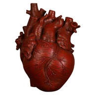 2 x Anatomická socha srdcovej živice 2 x Anatomická socha srdcovej živice