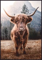 Škótska krava - PLAGÁT 21 x 30 cm