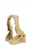 Dekorácia ZOLUX Aquatic lebka dinosaura