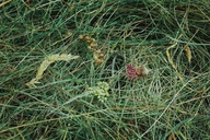 Hay pre králika, škrečok, morčatá - čerstvá a voňavá xxxl 5 kg Hay pre králika, škrečok, morčatá - čerstvá a voňavá xxxl 5 kg